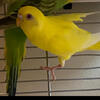 Parakeets for sale many colors