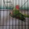 Alexandrine  male 8 y/o SOLD