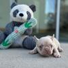 MICRO NEW SHADE ISABELLA FRENCH BULLDOG PUPPIES