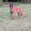 1 yr old male Belgian malinois 
