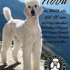AKC/ CKC STANDARD POODLE STUD SERVICE