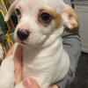 1/2 chihuahua & 1/2 King Charles Cavalier male puppy.