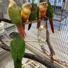 Variety of Green Cheek conures