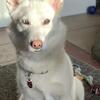 White female Siberian Husky *Free