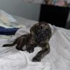 8 week old American bully mix 