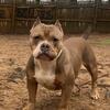 Beautiful bully baby 