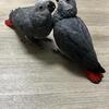 Baby African Grey Fully weaned. 16 week old