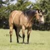 Quarter Horse Buckskin Gelding 15 Hands