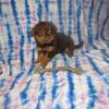 Pomeranian/Yorkie (3 available)