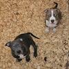 Pitbull Pups looking for a Great home!