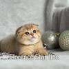 Scottish Fold