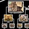 exotic bully