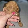 Goldendoodle puppies 