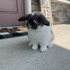 Handsome Holland Lop Buck
