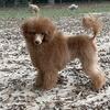 Female toy poodle