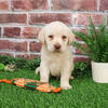 Labrador Puppy - Bellamy