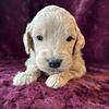 Goldendoodles- we breed for families! Furever homes in DECEMBER!