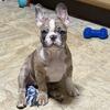 Venta de puppy female Bulldog Frances 