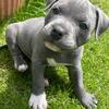 Akc Registered Staffordshire Bull Terrier Puppies -- 750