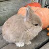 Fawn Netherland Dwarf Doe