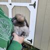 Baby fuzzy lop doe (female)