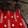7 months old dachshund male silver dapple short-haired asking 300.00