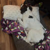 1 year old male  English Springer Spaniel