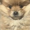 pomeranian puppy