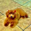 Red toy poodle
