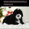Mini Bernedoodle Puppies -  Female - Male - availiable 