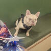 Lilac Fawn Merle French Bulldog Male