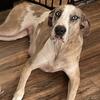 Great Dane Female