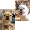 4 AKC FLUFFY FRENCH BULLDOG PUPPIES
