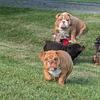 AKC English Bulldog Puppies in Maryland Availabull!