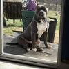 Roscoe XL American bully (STUD)