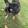 Playful 6-Month-Old French Bulldog 