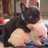Akc registered French Bulldog puppies