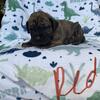 Presa canario puppies