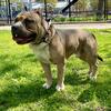 2.5 Year Old in tact American Bully 