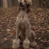 GOLDENDOODLE