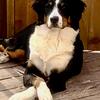 Christmas Golden Bernese Mountain Dog Puppies