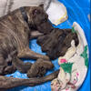 Presa Canario Puppies