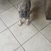 French Bulldogs 