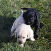 Labrador Puppies For Sale