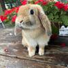Holland lop doe