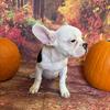 *Last French bulldog puppy left*