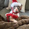 Male Elf Sphynx - Vet Cleared w/ Health Guarantee