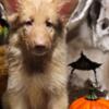 Akc German shepherd puppies ! UPDATE 