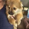 Pomchi puppies born 3/14/2025