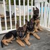 AKC Registered Czech European bloodline German Shepherd Puppies 